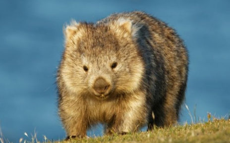 Wombat, Si Beruang Mini yang Menggemaskan!