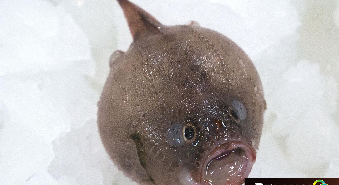 Begini Uniknya Coffinfish, Ikan yang Hobi Tahan Napas di Air