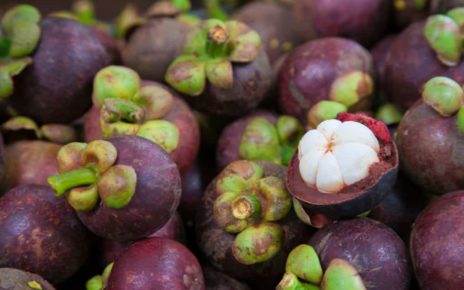 Manfaat buah manggis untuk kesehatan tubuh