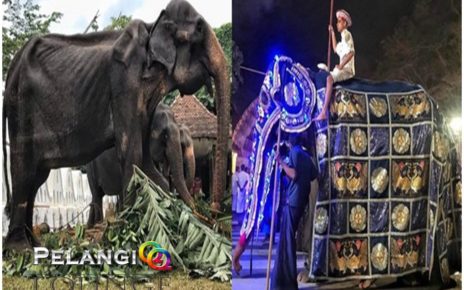 Gajah Kurus Dipaksa Karnaval, Miris Sekali