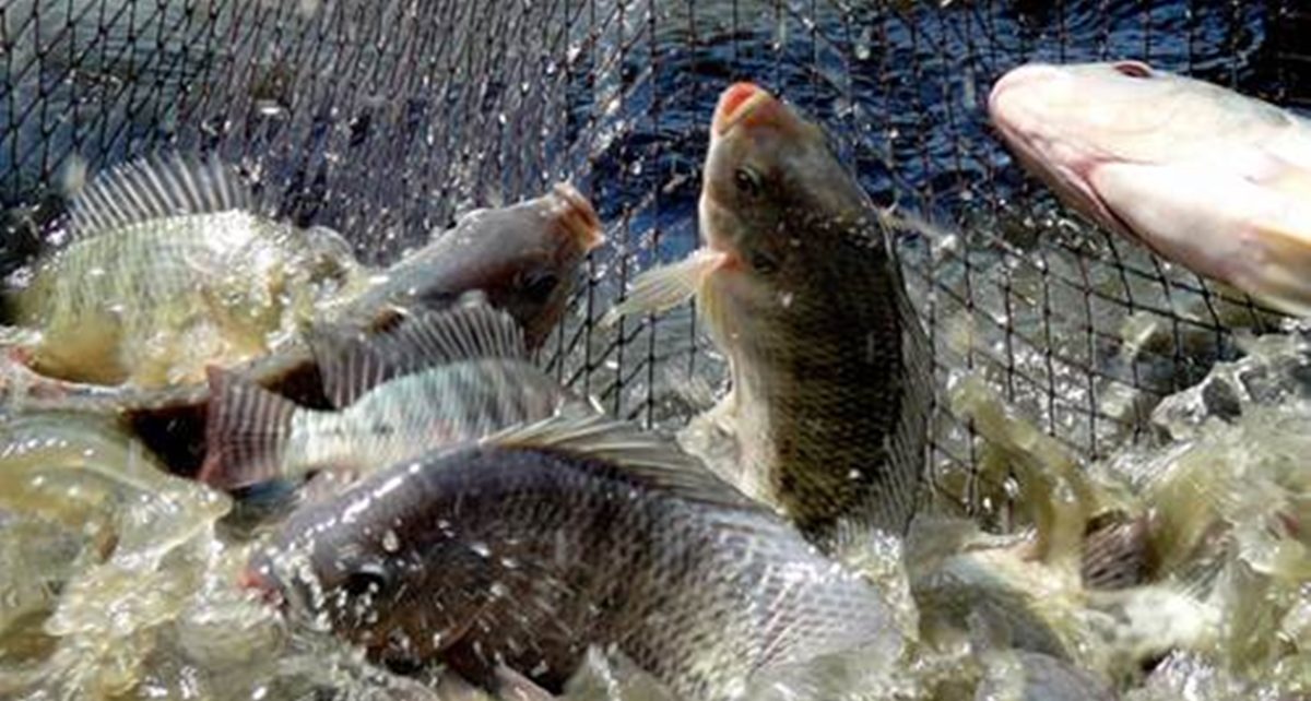 Manfaat Ikan Nila yang Tak Diketahui