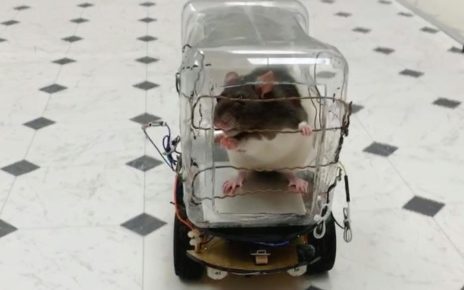 Ilmuwan Teliti Stres pada Tikus untuk Obat Penyakit Mental