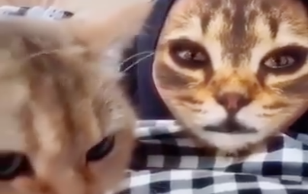 Filter Kucing Di Snapchat Viral Karena Reaksi Hewan Peliharaan Mereka