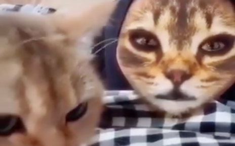 Filter Kucing Di Snapchat Viral Karena Reaksi Hewan Peliharaan Mereka