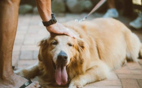 7 Cara Ampuh Ini Mampu Menghentikan Anjing Menggonggong