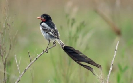5 Fakta Unik Strange-tailed Tyrant, Burung Berekor Cantik dari Amerika