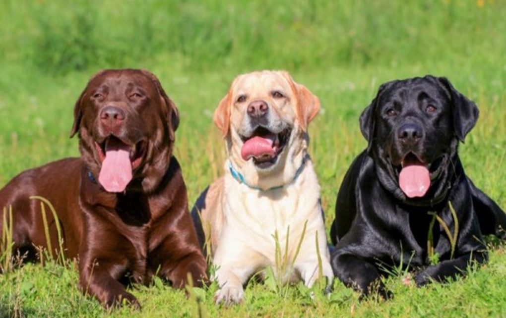 5 Alasan Mengapa Labrador Retriever Cocok jadi Anjing Keluarga