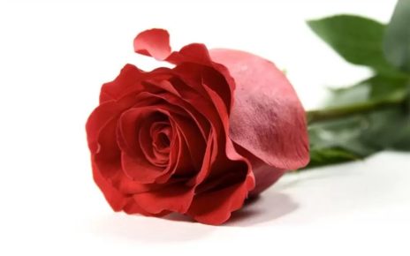 Khasiat Bunga Mawar Merah untuk Kesehatan