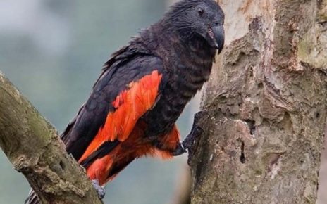 5 Fakta Nuri Kabare, Burung Endemik Pulau Papua yang Mirip Drakula