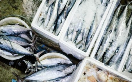 5 Bahaya Ikan Berformalin Bagi Kesehatan, Wajib Berhati-hati