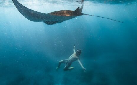 6 Tempat Terbaik Berenang dengan Ikan Pari Manta di Indonesia
