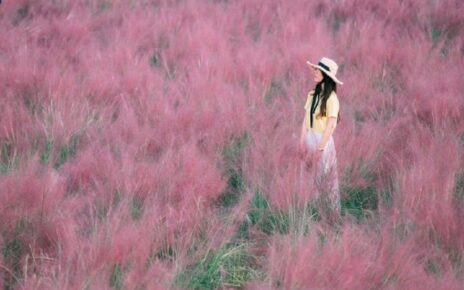 6 Tempat untuk Melihat Rumput Pink Muhly di Korea, Selain Haneul Park