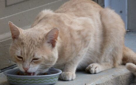5 Alasan Kenapa Kucing Selalu Lapar, Bisa Jadi Ada Masalah Kesehatan