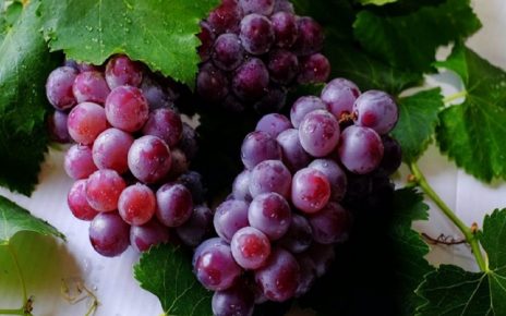 5 Manfaat Anggur pada Tubuh jika Dikonsumsi secara Rutin