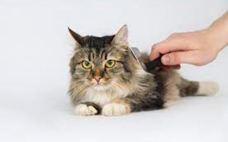 Tips Mudah Merawat Kucing Bulu Panjang Kesayangan Agar Berkilau dan Sehat