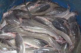 Kebutuhan ikan lele di Sibolga-Tapteng, dua ton per hari - ANTARA News  Sumatera Utara